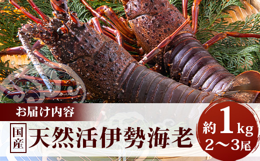 【数量限定・先行予約】鹿児島佐多岬 天然 活 伊勢海老 ＼＼約1kg 2～3尾／／ ≪2026年11月下旬より発送予定≫AB-501 ｜国産 えび イセエビ 伊勢エビ 常温 産地直送 天然 年末 天然 鹿児島県 南大隅町 本土最南端 佐多岬
