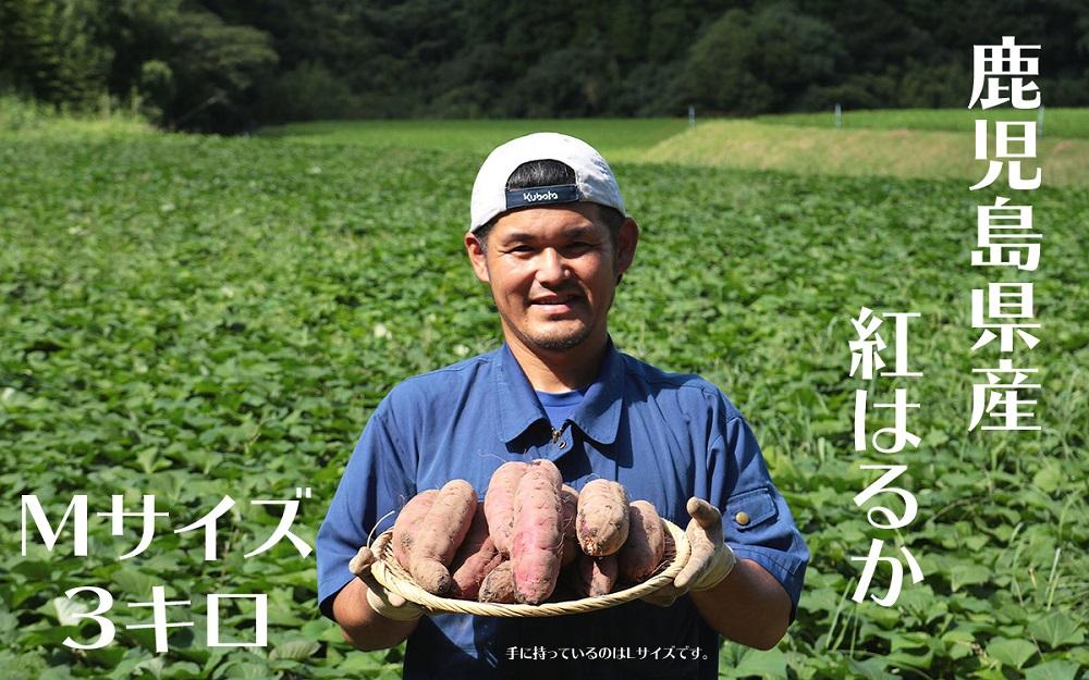 さつまいも 紅はるか 堀りたて 3kg ( 1箱 ) Mサイズ  新物 鹿児島県産 2024年12月末までに出荷