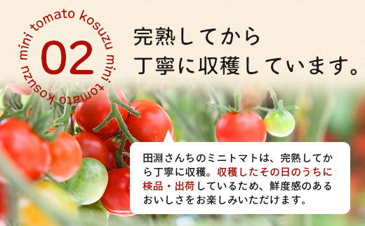 田淵さんちの美味しい ミニトマト 小鈴（約1kg）GP-708｜野菜 トマト ミニトマト 産地直送 新鮮 おいしい お弁当 サラダ 南大隅町 鹿児島県 根占グリーンプラネット