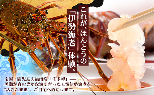 【先行予約】天然 活 伊勢海老 約1kg 2～3尾 ≪2025年11月下旬頃～2025年12月下旬頃順次発送予定≫ ｜国産 えび 活イセエビ 伊勢エビ 常温 