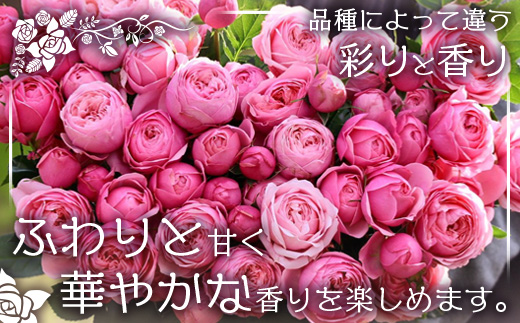 【先行予約】【人気の春・冬薔薇をお届け】ばら農家直送！バラ花束15本以上お届け(色はおまかせ) 【ギフト対応可】│ローズ 新鮮 花 フラワー 花束 ばら 薔薇 バラ 誕生日 記念日 結婚祝い ギフト プレゼント お祝い 贈り物 贈答 鹿児島県 南大隅町 富田バラ園 TB-12