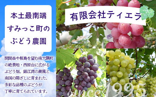 【数量限定！本土最南端ぶどう】旬のブドウ味くらべ２キロ（５～６房）｜ぶどう 葡萄 ブドウ 果物 人気  新鮮 高級 ギフト 鹿児島県 南大隅町 贈答 くだもの  期間限定 数量限定 TE708