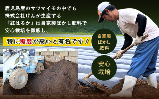 [訳あり！]先行予約【2025年11月下旬より順次発送】熟成 紅はるか 5kg (1箱 ) さつまいも 鹿児島県産