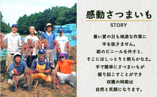 先行予約【2025年9月中旬より順次発送】さつまいも 紅はるか 堀りたて 5kg ( 1箱 ) Sサイズ  新物 鹿児島県産（AX72202）