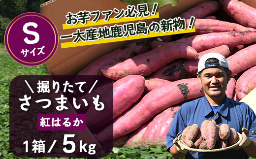 先行予約【2025年9月中旬より順次発送】さつまいも 紅はるか 堀りたて 5kg ( 1箱 ) Sサイズ  新物 鹿児島県産（AX72202）