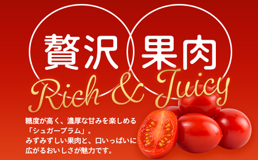 《期間限定》田淵さんちの美味しい ミニトマト シュガープラム（約1,400g）GP-2｜鹿児島県 南大隅 産地直送 旬 とまと トマト ミニトマト リコピン 完熟 甘い 高糖度 野菜 やさい 送料無料