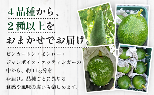 【期間限定・数量限定】 2026年11月より順次発送予定 南大隅町産 生アボカド 約1kg （4品種から2種以上おまかせ）SG-2｜ 産地直送 国産 アボカド 新鮮 森のバター 希少 鹿児島県産 本土最南端 ピンカートン モンロー ジャンボイス エッティンガー しげひさ農園