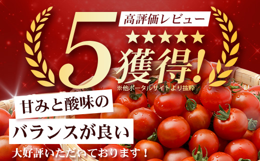 田淵さんちの美味しい ミニトマト 小鈴（約1kg）GP-708｜野菜 トマト ミニトマト 産地直送 新鮮 おいしい お弁当 サラダ 南大隅町 鹿児島県 根占グリーンプラネット