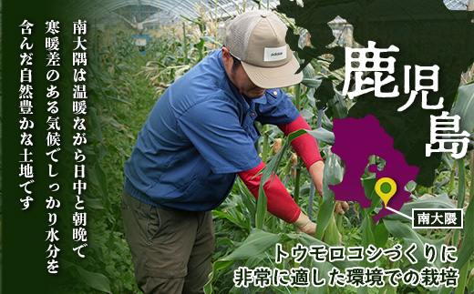 【2026年先行予約】【数量限定】感動とうもろこし ( 約4kg / 10〜13本 ) 鹿児島産 ゴールドラッシュ 