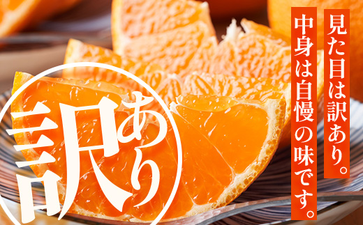 【数量限定】【今が旬！訳あり！】大将季　約3㎏（10玉～12玉） MS-2｜数量限定 柑橘 みかん ミカン 蜜柑 果物 生果 旬 フルーツ くだもの 国産 産地直送 家庭用 佐多岬