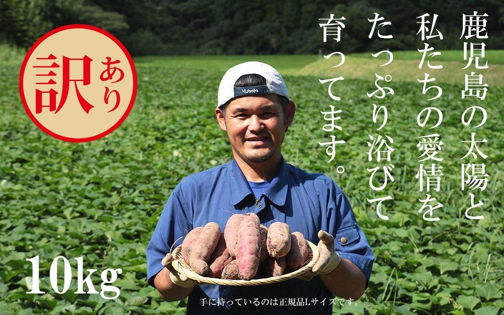 訳あり さつまいも 紅はるか 堀りたて 10kg (1箱 ) 新物 鹿児島県産 2024年12月末までに出荷