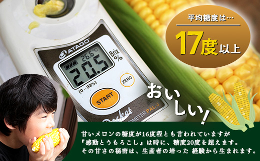 【2026年先行予約】【数量限定】感動とうもろこし ( 約8kg / 20〜26本 ) 鹿児島産 ゴールドラッシュ（FR-522）