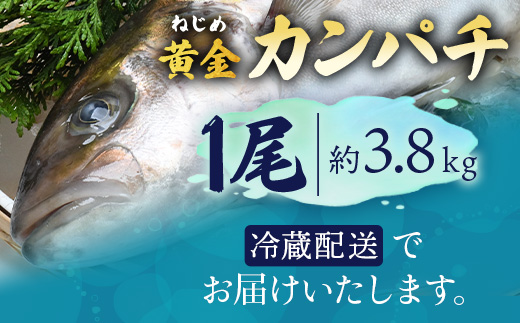 【ねじめ黄金カンパチ】１尾
