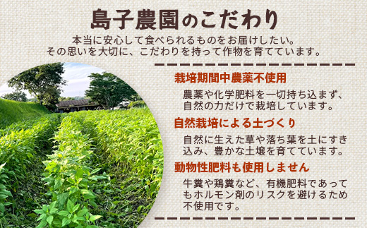 紫菊芋コーヒー ふ～ 1袋（3g×7P）SK-5｜ コーヒー 菊芋 紫菊芋 ティーパック ノンカフェイン 野菜茶 きくいも お茶 焙煎 ギフト グルメ お取り寄せ 鹿児島県 南大隅町 島子農園