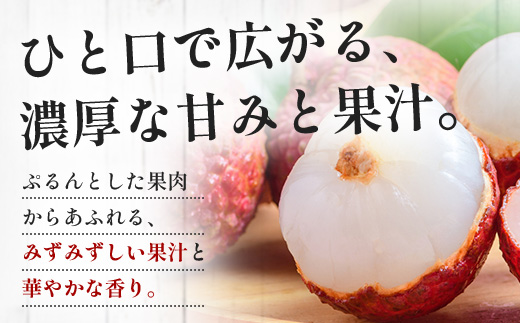 【期間限定・数量限定】 2026年7月より順次発送予定 生でお届け 佐多ライチ 約12粒～20粒 SG-1｜生ライチ 産地直送 新鮮 フレッシュライチ 国産ライチ フルーツ 果物 希少 鹿児島県 本土最南端 しげひさ農園