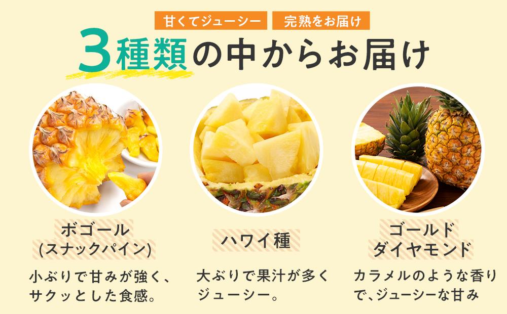 【期間限定】数量限定！本土最南端の熟成ハウスパイナップル　品種おまかせ3kg（2〜5玉）セット