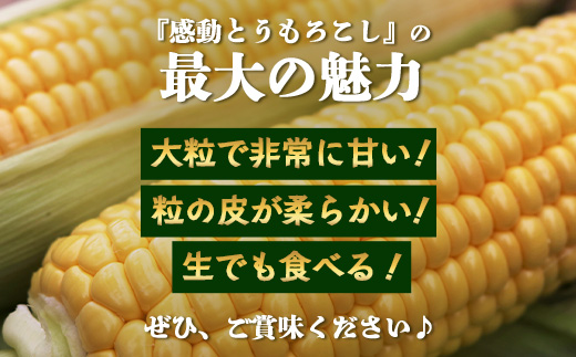 【2026年先行予約】【数量限定】感動とうもろこし ( 約4kg / 10〜13本 ) 鹿児島産 ゴールドラッシュ 
