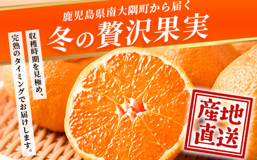 数量限定【先行予約・2025年12月～配送】大将季 約3kg (8～12個)  NT-504｜だいまさき 柑橘 みかん 果物 新鮮 産地直送 数量限定 先行予約 国産 鹿児島県 南大隅町
