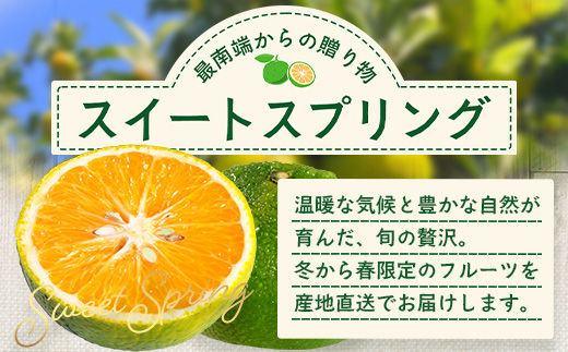 【訳あり】【数量限定】鹿児島県南大隅町産 スイートスプリング （S～M玉） 約5kg 【2025年12月中旬以降順次発送】 SK-19 ❘ 柑橘 フルーツ 国産 果物 みかん 期間限定 数量限定 産地直送 数量限定 もぎたて 新鮮 果汁 たっぷりミカン スイートスプリング 5kg 南大隅町 鹿児島県 島子農園