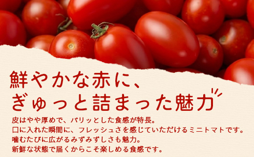 《期間限定》田淵さんちの美味しい ミニトマト シュガープラム（約1,400g）GP-2｜鹿児島県 南大隅 産地直送 旬 とまと トマト ミニトマト リコピン 完熟 甘い 高糖度 野菜 やさい 送料無料