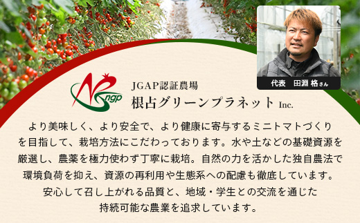 《期間限定》田淵さんちの美味しい ミニトマト シュガープラム（約1,400g）GP-2｜鹿児島県 南大隅 産地直送 旬 とまと トマト ミニトマト リコピン 完熟 甘い 高糖度 野菜 やさい 送料無料