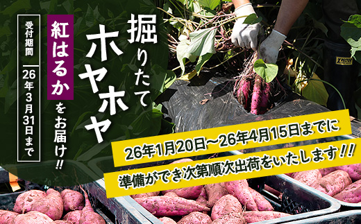 先行予約【 2026年1月より順次発送】さつまいも 熟成 紅はるか 2.5kg ( 500g × 5袋 ) SSサイズ 鹿児島県産
