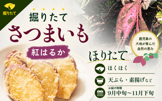 【先行予約：2026年9月中旬配送～】掘りたて さつまいも 紅はるか 5kg Lサイズ (おすそ分け袋／自宅で簡単レシピ付き）FR-532 | 秋の味覚 2026年秋収穫 新物 さつまいも サツマイモ 感動サツマイモ 焼き芋 べにはるか 大きめ 野菜 おやつ おかず お弁当 煮物 芋ごはん 味噌汁 産地直送 鹿児島県 南大隅町 株式会社フォレスト