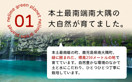 《期間限定》田淵さんちの美味しい ミニトマト シュガープラム（約1,400g）GP-2｜鹿児島県 南大隅 産地直送 旬 とまと トマト ミニトマト リコピン 完熟 甘い 高糖度 野菜 やさい 送料無料