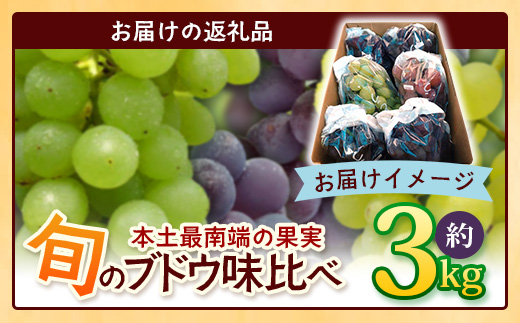 【期間限定!数量限定!】今が旬！ブドウ味くらべ約3kg (6～7房) TE710｜産地直送 旬 ブドウ 葡萄 ぶどう フルーツ 果物 くだもの 果実 食べ比べ 鹿児島県 南大隅町 有限会社ティエラ　