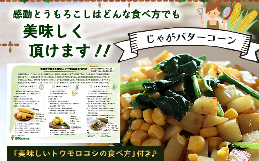 【2026年先行予約】【数量限定】感動とうもろこし ( 約8kg / 20〜26本 ) 鹿児島産 ゴールドラッシュ（FR-522）