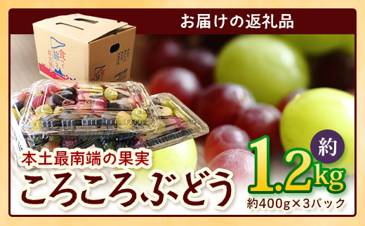 ＜訳あり＞ 本土最南端 ぶどう　ころころぶどうパック 約1.2㎏ ｜訳あり 家庭用 産地直送 旬 ブドウ 葡萄 ぶどう フルーツ 果物 くだもの 　TE707