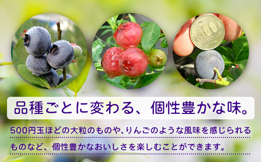 【期間限定】南大隅産 (生)ブルーベリー 品種ミックス詰め合わせ ≪100g×5P≫ BB-1 ｜ 鹿児島県 南大隅町 旬 産地直送 果物 ブルーベリー フルーツ くだもの 新鮮 農園 冷蔵 本土最南端
