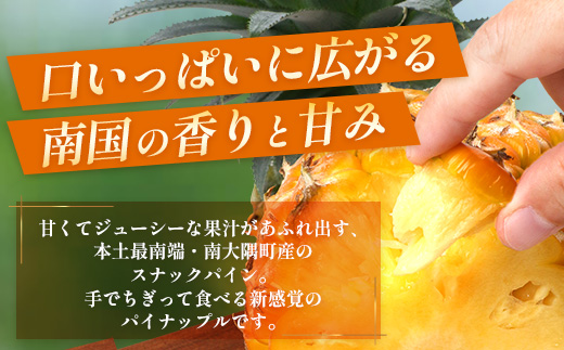 【2027年先行予約・数量限定】パイナップル/ボゴール種 (約800g×4玉) DS-4｜パイン パイナップル パインアップル フルーツ ボゴールパイン スナックパイン 産地直送 旬 送料無料 鹿児島県 南大隅町 株式会社デラセーラ