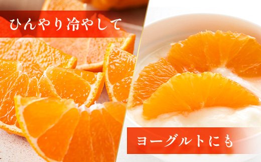 【数量限定】【今が旬！訳あり！】大将季　約3㎏（10玉～12玉） MS-2｜数量限定 柑橘 みかん ミカン 蜜柑 果物 生果 旬 フルーツ くだもの 国産 産地直送 家庭用 佐多岬