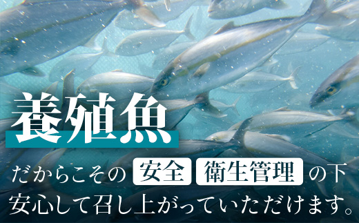 【ねじめ黄金カンパチ】ロイン2本