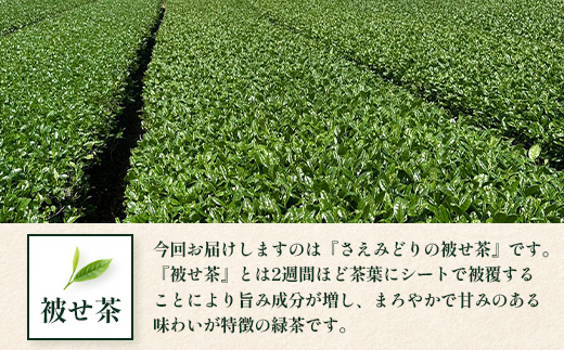 【期間限定】【2025年摘みたて！】新茶 ナナ茶 被せ茶 さえみどり 70g×2パック RS-1｜お茶 茶 茶葉 お茶の葉 ケルセチン 緑茶 日本茶 鹿児島茶 国産 おしゃれ ブレンド茶 シングルオリジン 被覆栽培 鹿児島県 南大隅町 株式会社Re-Shine
