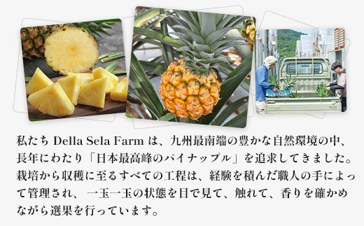 【2027年先行予約・数量限定】パイナップル/ボゴール種 (約800g×4玉) DS-4｜パイン パイナップル パインアップル フルーツ ボゴールパイン スナックパイン 産地直送 旬 送料無料 鹿児島県 南大隅町 株式会社デラセーラ