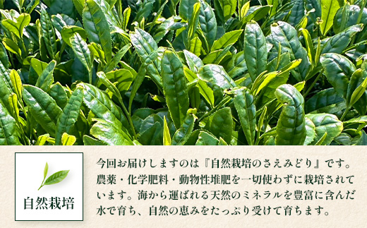 国産 自然栽培 ナナ茶 さえみどり ティーバッグ （2g×15包）×2パック RS-5｜お茶 茶 茶葉 お茶の葉 日本茶 鹿児島茶 おしゃれ ブレンド茶 ケルセチン 無農薬 化学肥料不使用 ティーパック 鹿児島県 南大隅町 株式会社Re-Shine