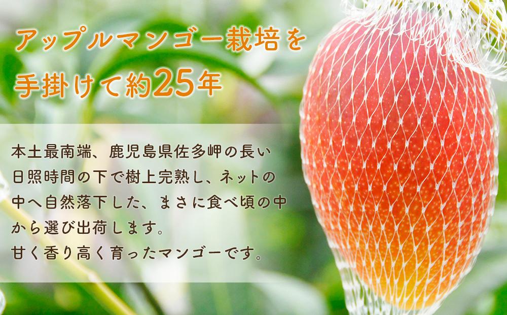 【先行予約】訳あり ☆本土最南端☆佐多の果樹園で育てた 完熟アップルマンゴー1kg (2〜3玉) 家庭用