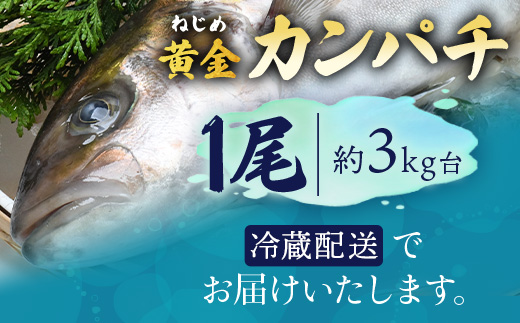 【着日指定可】<2026年7月～9月配送不可> 鹿児島県 ねじめ黄金カンパチ 1尾 約3kg台 JF-501 | 魚 直送 養殖 根占 さかな かんぱち 漁師 刺身 寿司 鹿児島県 南大隅町 漁業協同組合ねじめ支所