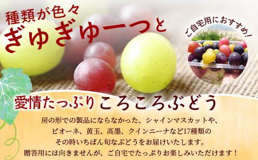 ＜訳あり＞ 本土最南端 ぶどう　ころころぶどうパック 約1.2㎏ ｜訳あり 家庭用 産地直送 旬 ブドウ 葡萄 ぶどう フルーツ 果物 くだもの 　TE707