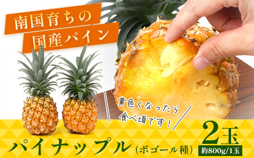 【先行受付】パイナップル/ボゴール種 (約800g×2玉) ≪2026年7月下旬以降順次発送≫  DS-004｜パイン パイナップル パインアップル フルーツ ボゴールパイン スナックパイン 産地直送 旬 送料無料 鹿児島県 南大隅町 株式会社デラセーラ　
