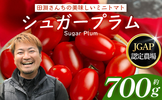《期間限定》田淵さんちの美味しい ミニトマト シュガープラム（約700g）GP-1｜鹿児島県 南大隅 産地直送 旬 とまと トマト ミニトマト リコピン 完熟 甘い 高糖度 野菜 やさい 送料無料