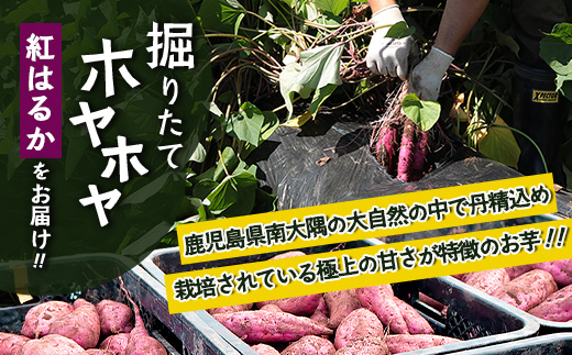 先行予約【2025年9月中旬より順次発送】さつまいも 紅はるか 堀りたて 3kg ( 1箱 ) Mサイズ  新物（AX72203）