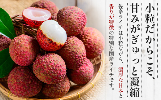 【期間限定・数量限定】 2026年7月より順次発送予定 生でお届け 佐多ライチ 約12粒～20粒 SG-1｜生ライチ 産地直送 新鮮 フレッシュライチ 国産ライチ フルーツ 果物 希少 鹿児島県 本土最南端 しげひさ農園