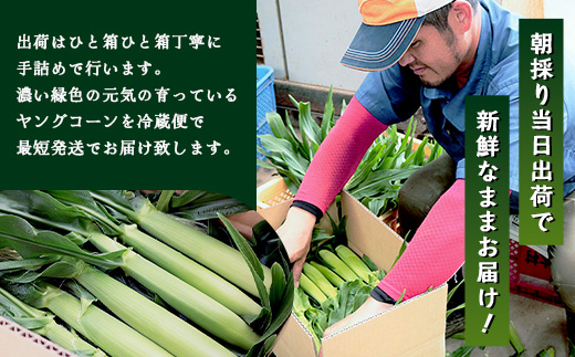 【2026年先行予約】【数量限定】 ヒゲまで美味しい 皮つき ヤングコーン 30本 （FR-520）