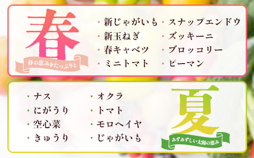 よくばり新鮮お野菜セット 12品目以上 NI-6｜ 旬 野菜 やさい 果物 くだもの 産地直送 農産物 冷蔵 鹿児島県 南大隅町産 詰合せ おまかせ 家庭用 なんたん市場