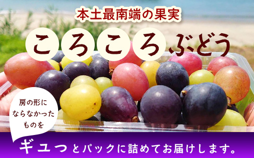 ＜訳あり＞ 本土最南端 ぶどう　ころころぶどうパック 約1.2㎏ ｜訳あり 家庭用 産地直送 旬 ブドウ 葡萄 ぶどう フルーツ 果物 くだもの 　TE707