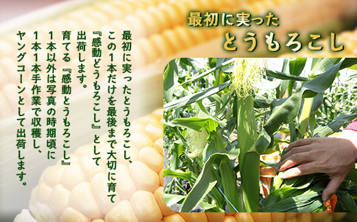 【2026年先行予約】【数量限定】感動とうもろこし ( 約8kg / 20〜26本 ) 鹿児島産 ゴールドラッシュ（FR-522）
