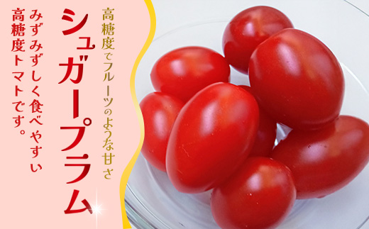 《期間限定》田淵さんちの美味しい ミニトマト シュガープラム（約1kg）GP-1｜鹿児島県 南大隅 産地直送 旬 とまと トマト ミニトマト リコピン 完熟 甘い 高糖度 野菜 やさい 送料無料